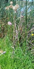 Cirsium lomatolepis
