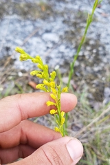 Solidago chrysopsis