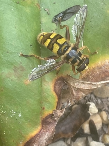 Unknown species found near Scenic Hwy, Mentone, AL, US