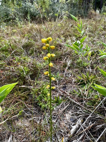 Golden Miller's-maid (Aletris aurea)