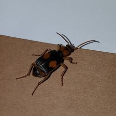 Pheropsophus verticalis