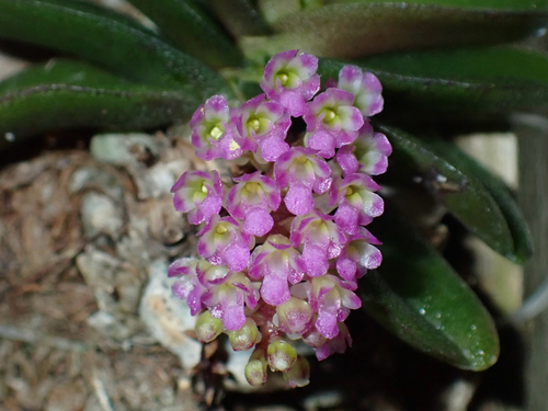 Fragrant Schoenorchis