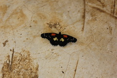 Chlosyne gaudialis gaudialis