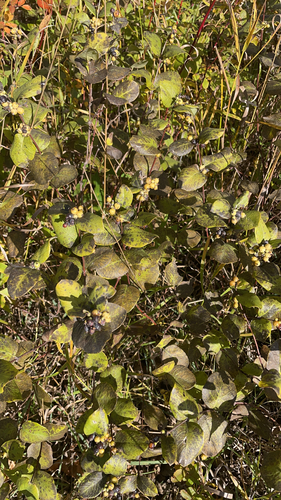 Western Snowberry