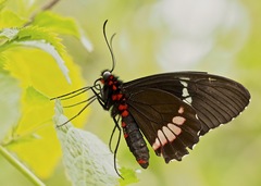 Parides iphidamas