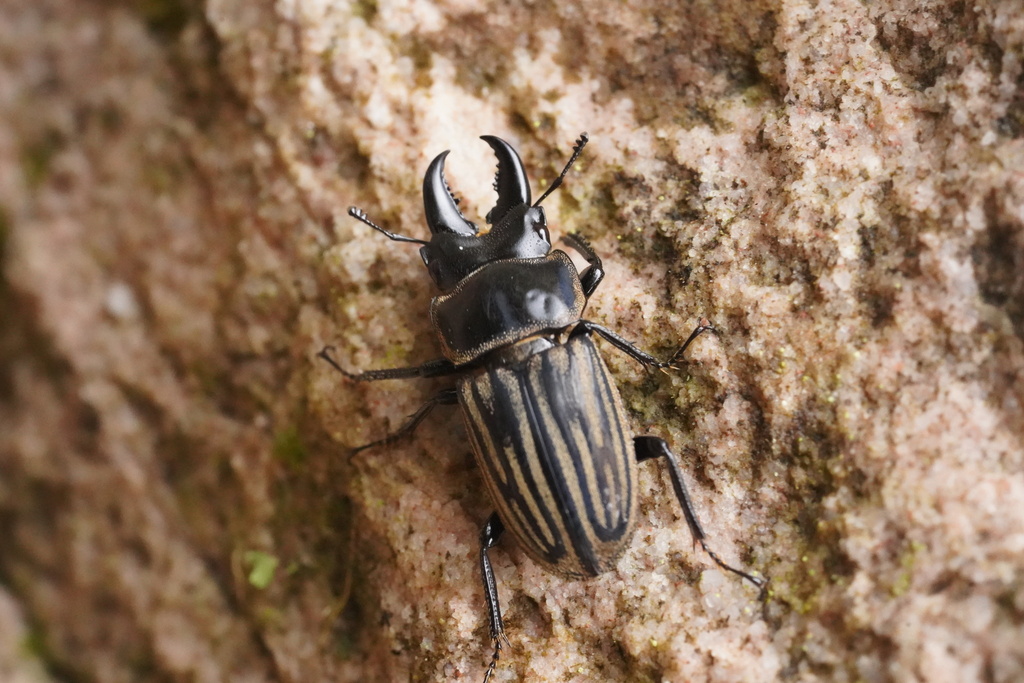 Charagmophorus lineatus