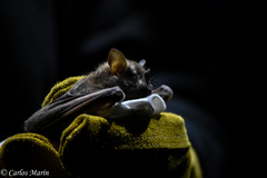 Artibeus jamaicensis