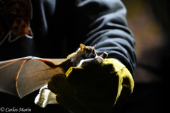 Artibeus jamaicensis