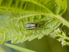 Cheiracanthium erraticum