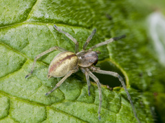 Cheiracanthium erraticum