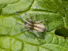 Cheiracanthium erraticum