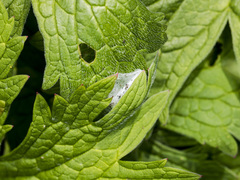 Cheiracanthium erraticum