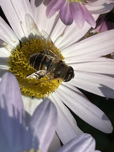 Unknown species found near Scotland Rd, Kingston, NH, US