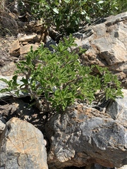 Pachypodium saundersii