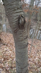 Cerasus