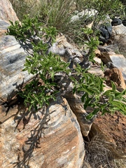 Pachypodium saundersii