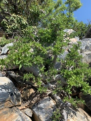 Pachypodium saundersii