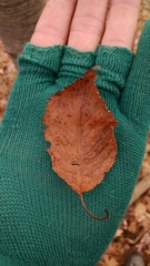 Cerasus