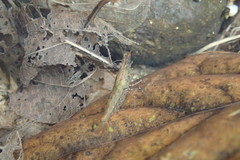 Caridina cantonensis