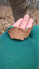 Cerasus