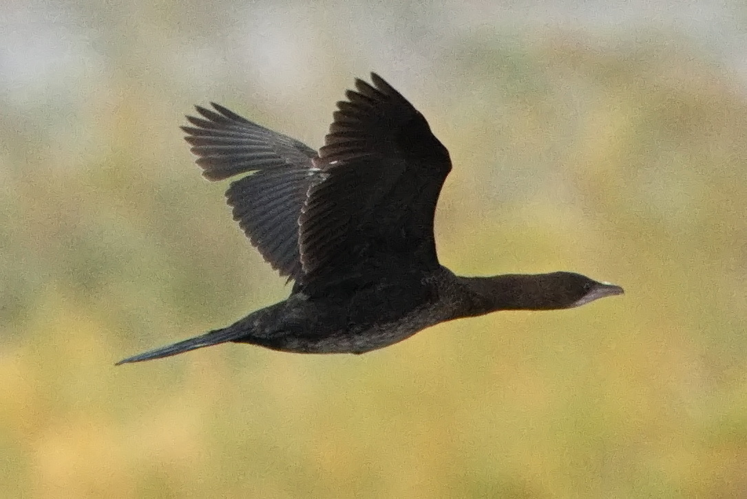Pygmy Cormorant