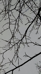 Cerasus