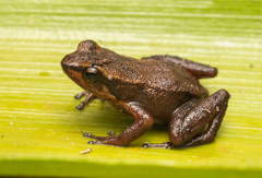 Eastern Tepui Rocket Frog photo 1