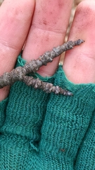 Cerasus