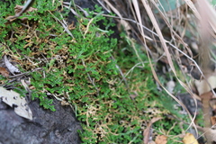 Selaginellaceae