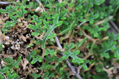 Selaginellaceae