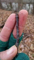 Cerasus