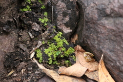Selaginellaceae
