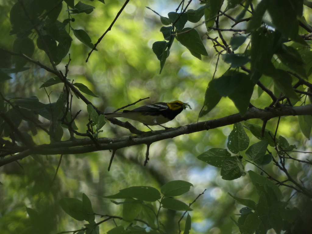 Black-throated Green Warbler in April 2022 by Nick Glover · iNaturalist