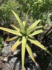 Aloe spicata