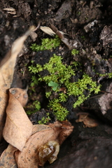 Selaginellaceae