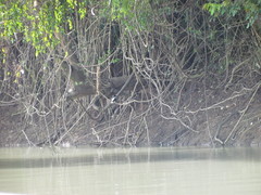 Chloroceryle americana