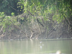 Chloroceryle americana