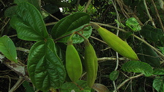 Amphilophium scabriusculum