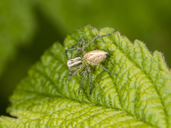 Oxyopes lineatus