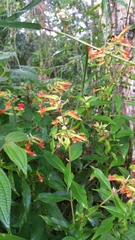 Cuphea appendiculata