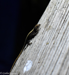 Anolis laeviventris