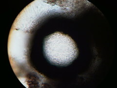 Diatrype decorticata