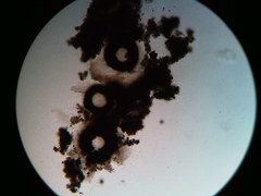 Diatrype decorticata