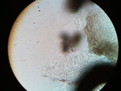 Diatrype decorticata