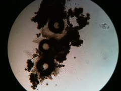 Diatrype decorticata