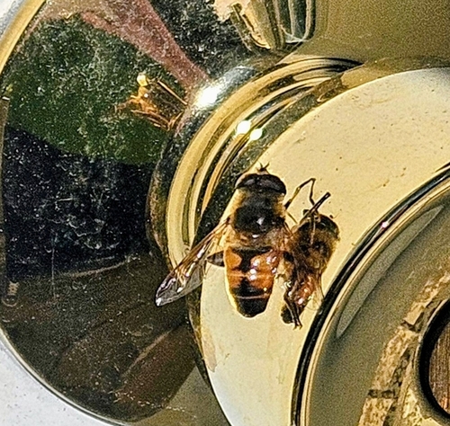 Unknown species found near New London, NH, USA