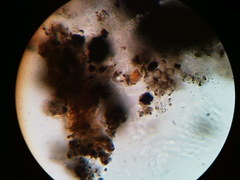 Diatrype decorticata