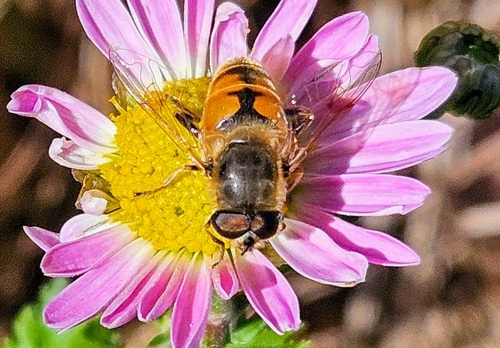 Unknown species found near New London, NH, USA