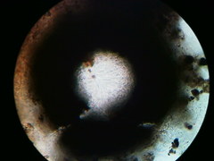 Diatrype decorticata