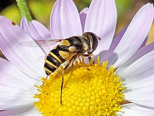 Unknown species found near New London, NH, USA